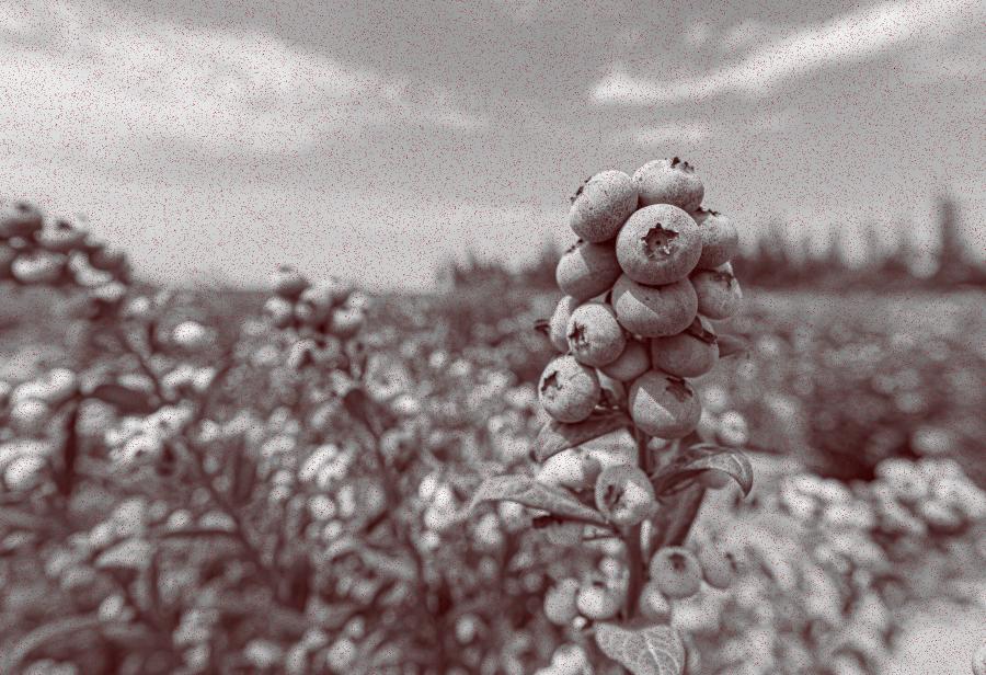 De las oenegés antimineras a las oenegés contra la agroexportación