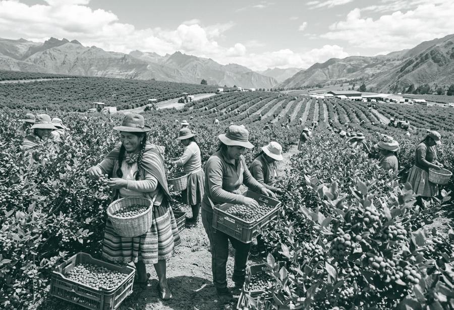 El ar&aacute;ndano, el cultivo de empleo masivo y el trabajo femenino