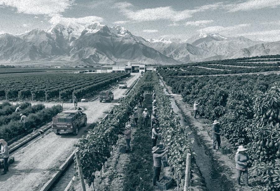 Confirmando el camino agroexportador del Per&uacute;