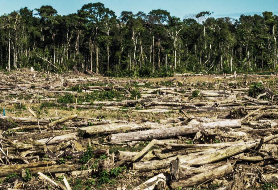 Avanza deforestación de bosques