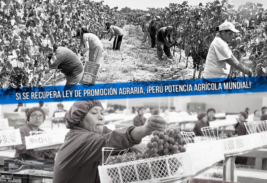 Si se recupera Ley de Promoción Agraria, ¡Perú potencia agrícola mundial!