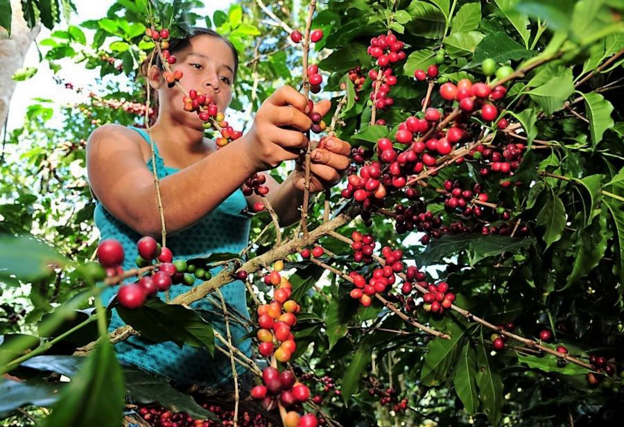 Café peruano a la conquista del mundo