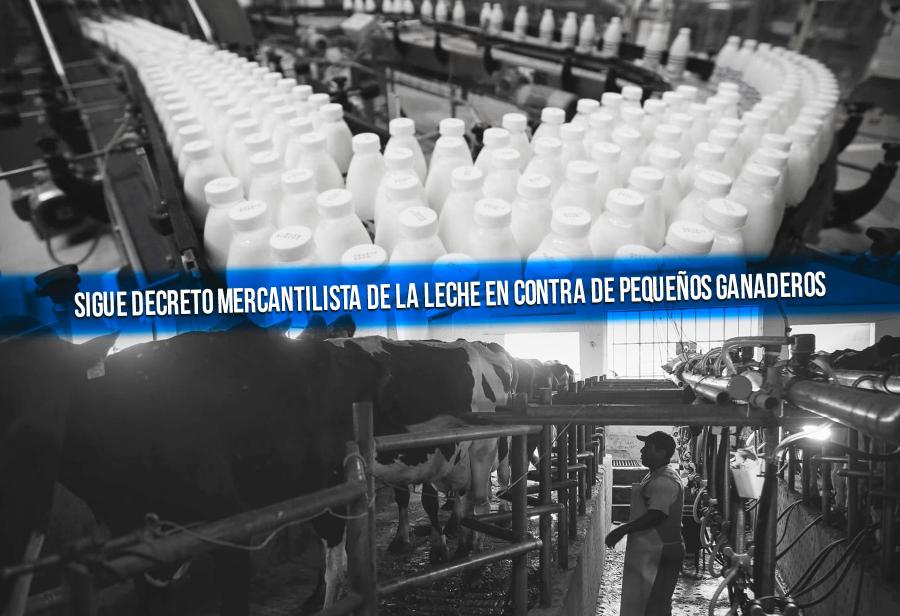 Sigue decreto mercantilista de la leche en contra de pequeños ganaderos