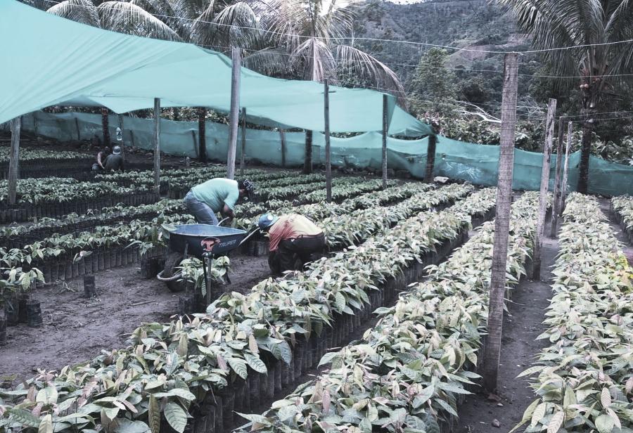 ¡El ecologismo radical de la izquierda que promueve la deforestación!