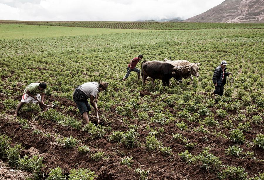 Majes Siguas: ¡La agroexportación debe irradiarse al sur!