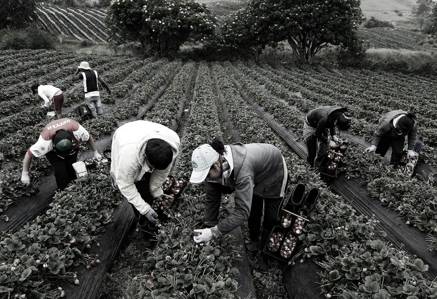 Nueva ley de promoción agraria, pero con flexibilidad laboral