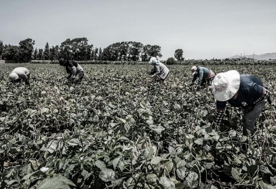 Sector agrario es objeto de una campaña de desinformación