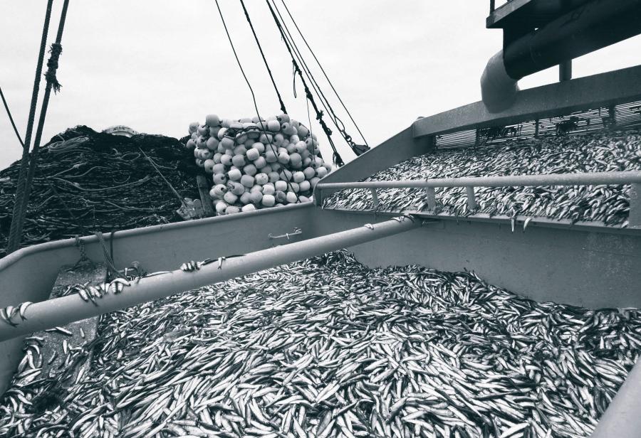 El ecologismo radical en contra de la pesca industrial