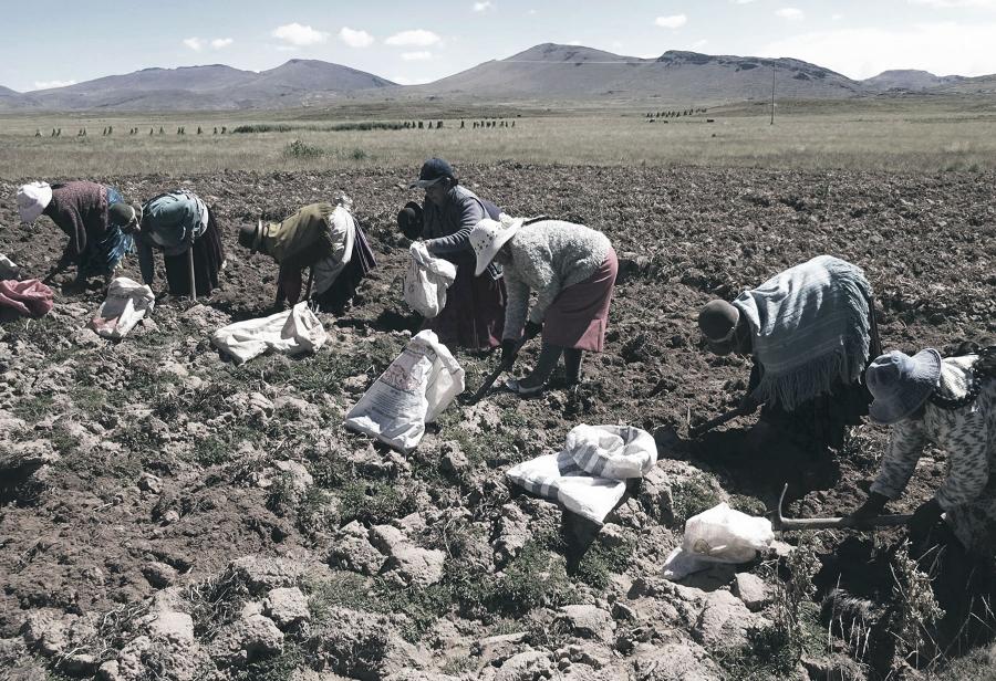 ¡El Perú requiere una ley de promoción agraria con urgencia!