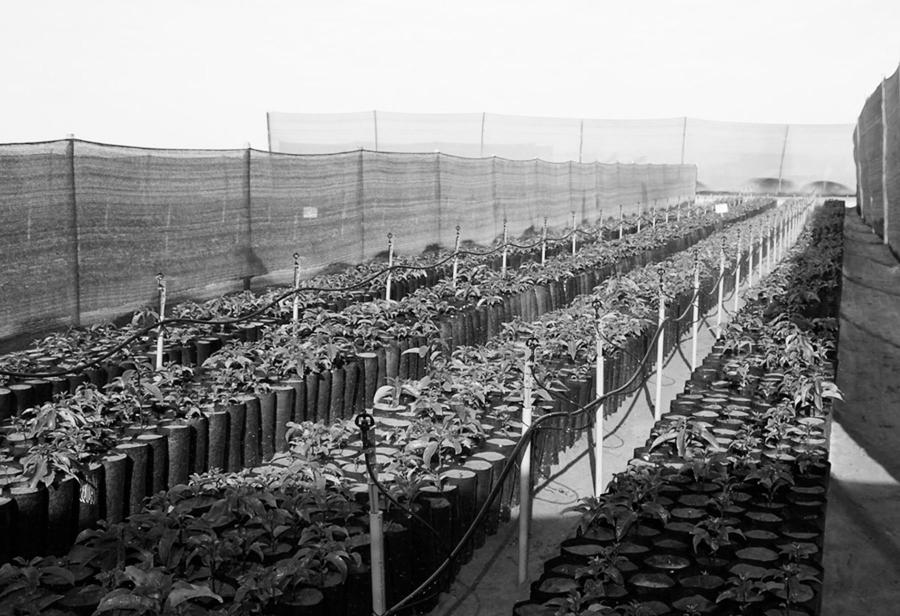 Agricultura en Olmos en problemas ante escasez de agua