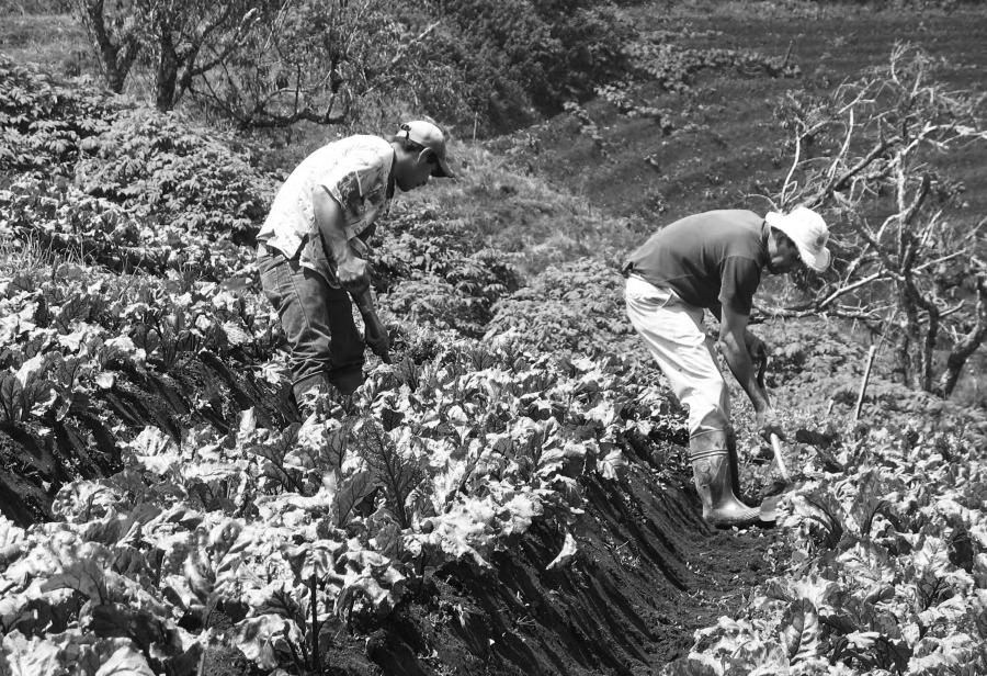 El chavismo contra la agricultura nacional