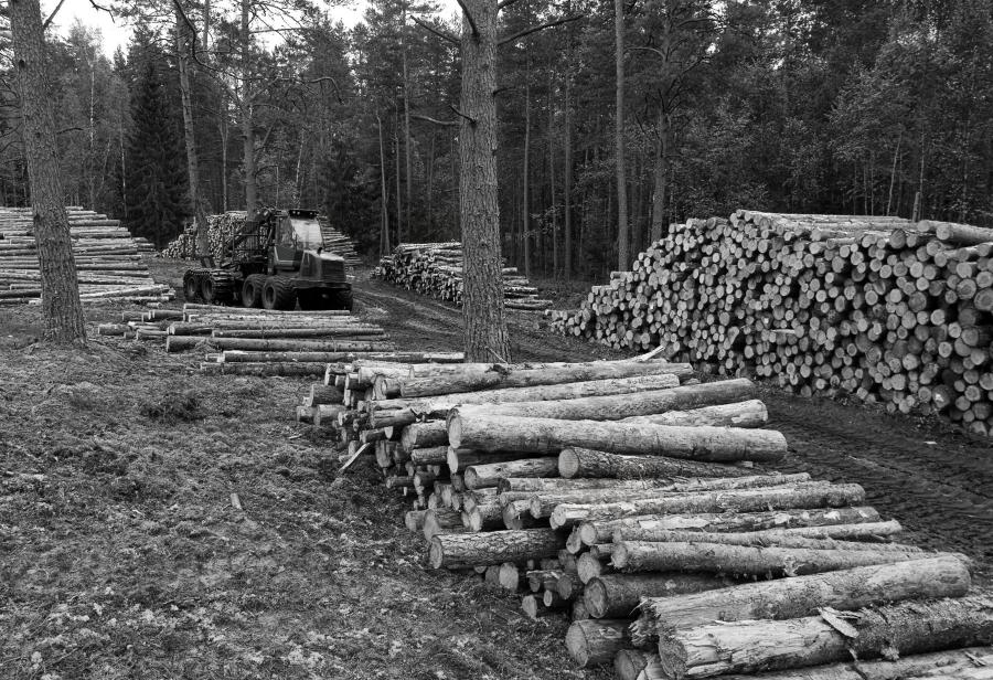 Informalidad en el sector forestal