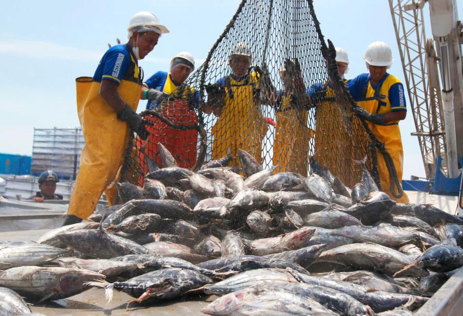 ¿Produce en contra de la industria pesquera peruana?