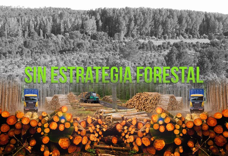 No hay estrategia forestal en el Perú