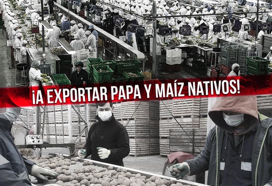 ¡A exportar papa y maíz nativos!