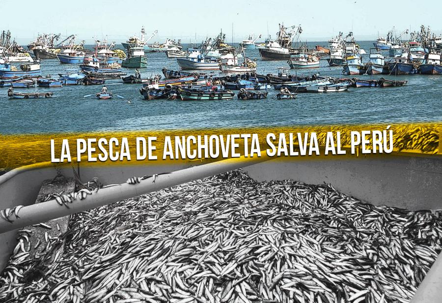 La pesca de anchoveta salva al Perú | EL MONTONERO