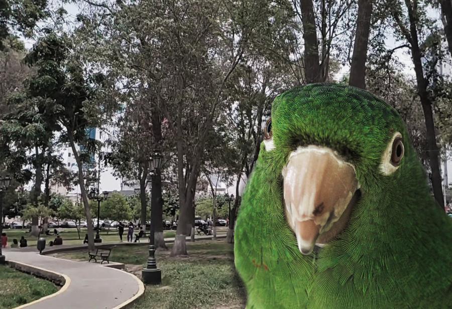 Los loros